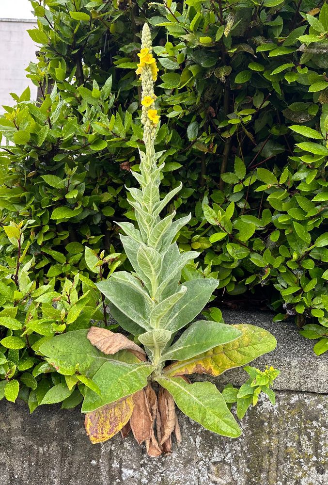 Tall plant with a spike of yellow flowers growing out of a wall. 