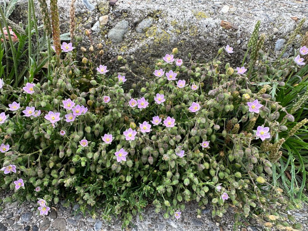 Pretty Rock Sea-Spurrey with pink flowers
