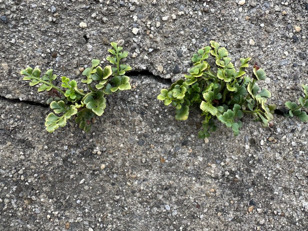 Two tiny clumps of tiny fern poking out of a crack in a wall