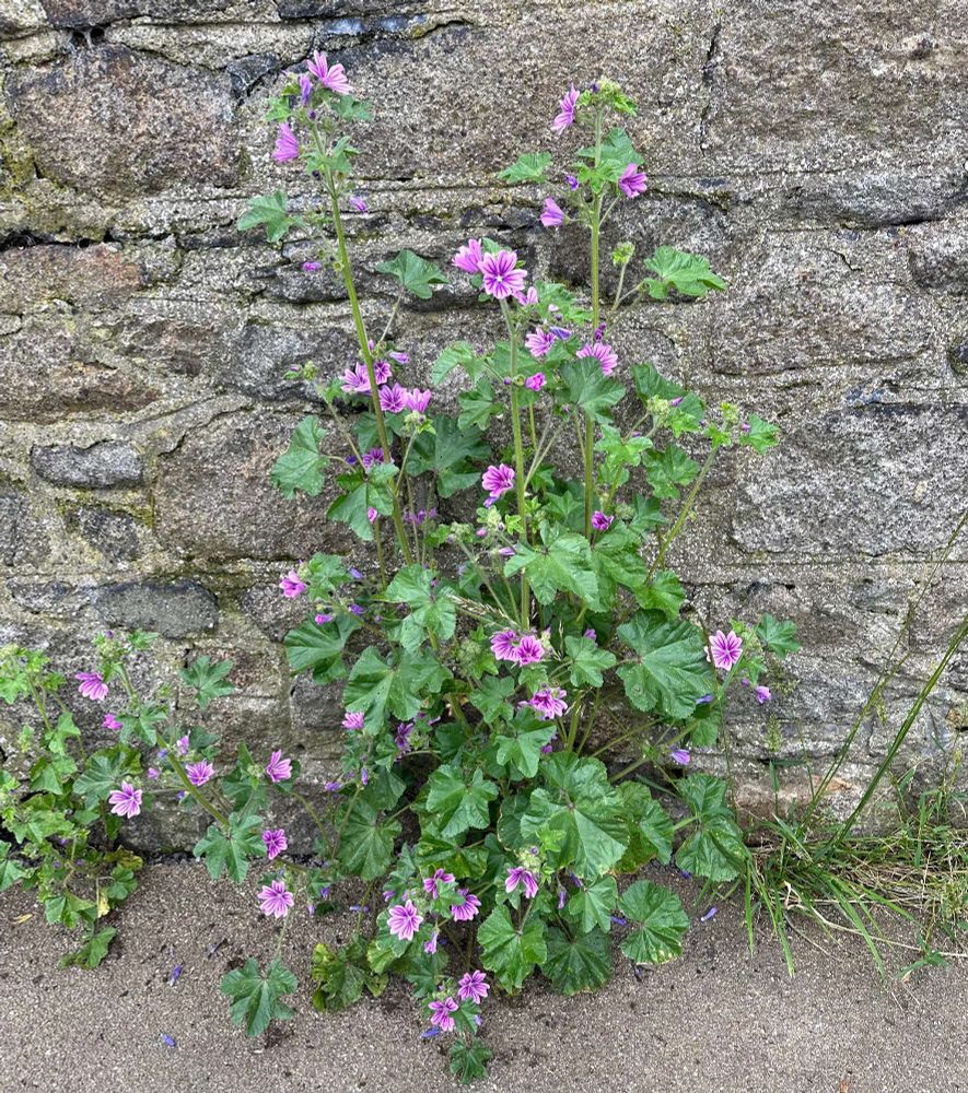 Tall plant of pink-flowered Common Mallow against stone wall