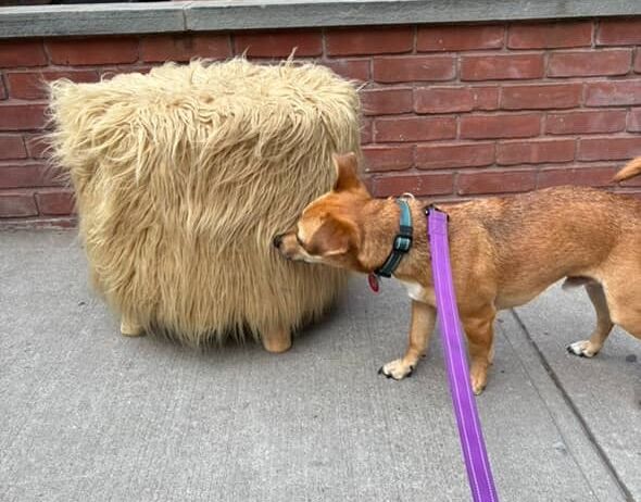 A small dog sniffs a hairy foot stool.
