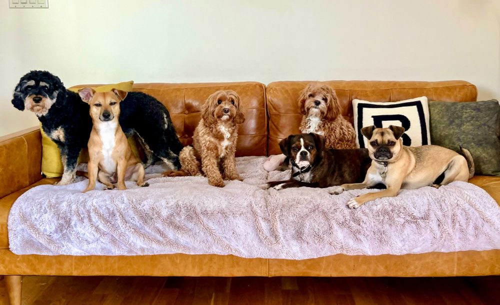 a group of very adorable small dogs pose on a couch