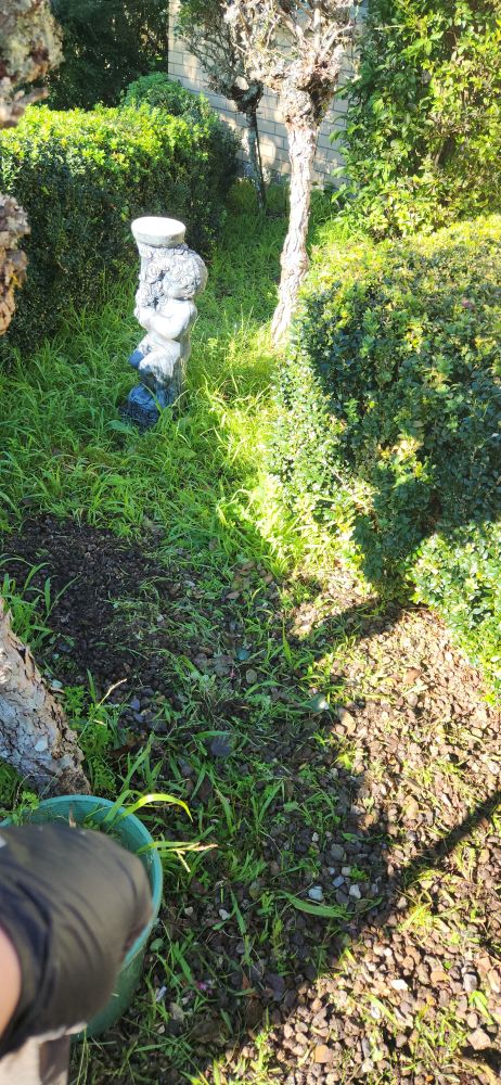 An area of pebbles with loads of grass poking through