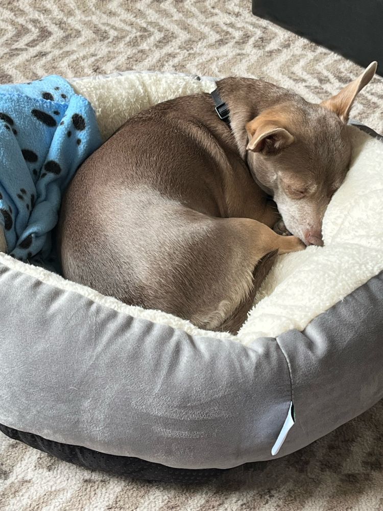 A sleeping tan coloured chihuahua in a grey and cream dog bed