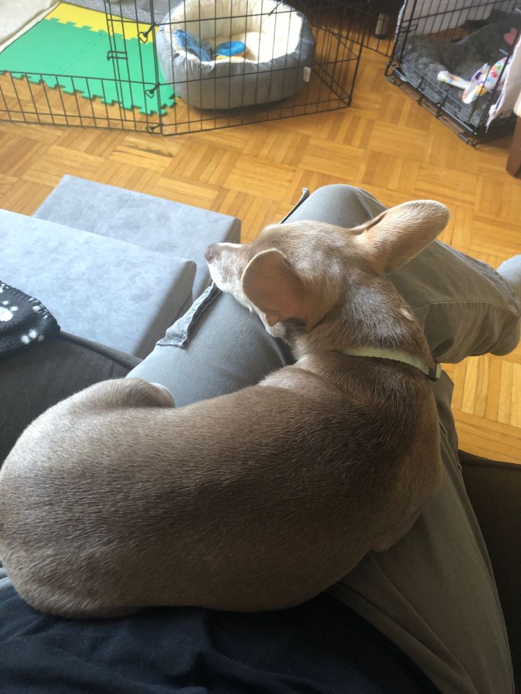 Nutmeg the chihuahua sleeping on my lap when I need to go to work.