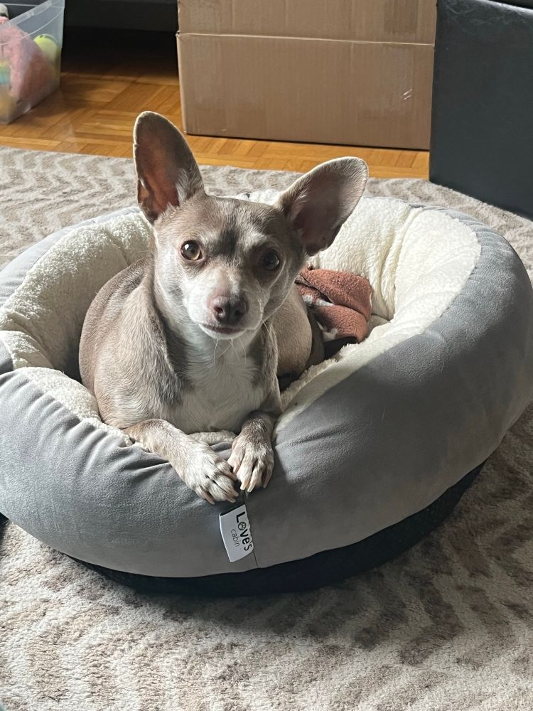 Nutmeg, the tan and white Chihuahua, sitting in a round bed, staring at the camera with ears, perked, and toes touching.