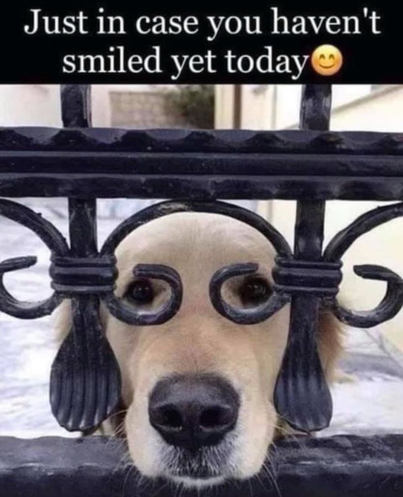 Caption: Just in case you haven’t smiled yet today 😊
Image: Yellow Lab dog peering through an ornate black metal fence with its eyes perfectly aligned inside the swirls, making it look like it’s wearing glasses. 