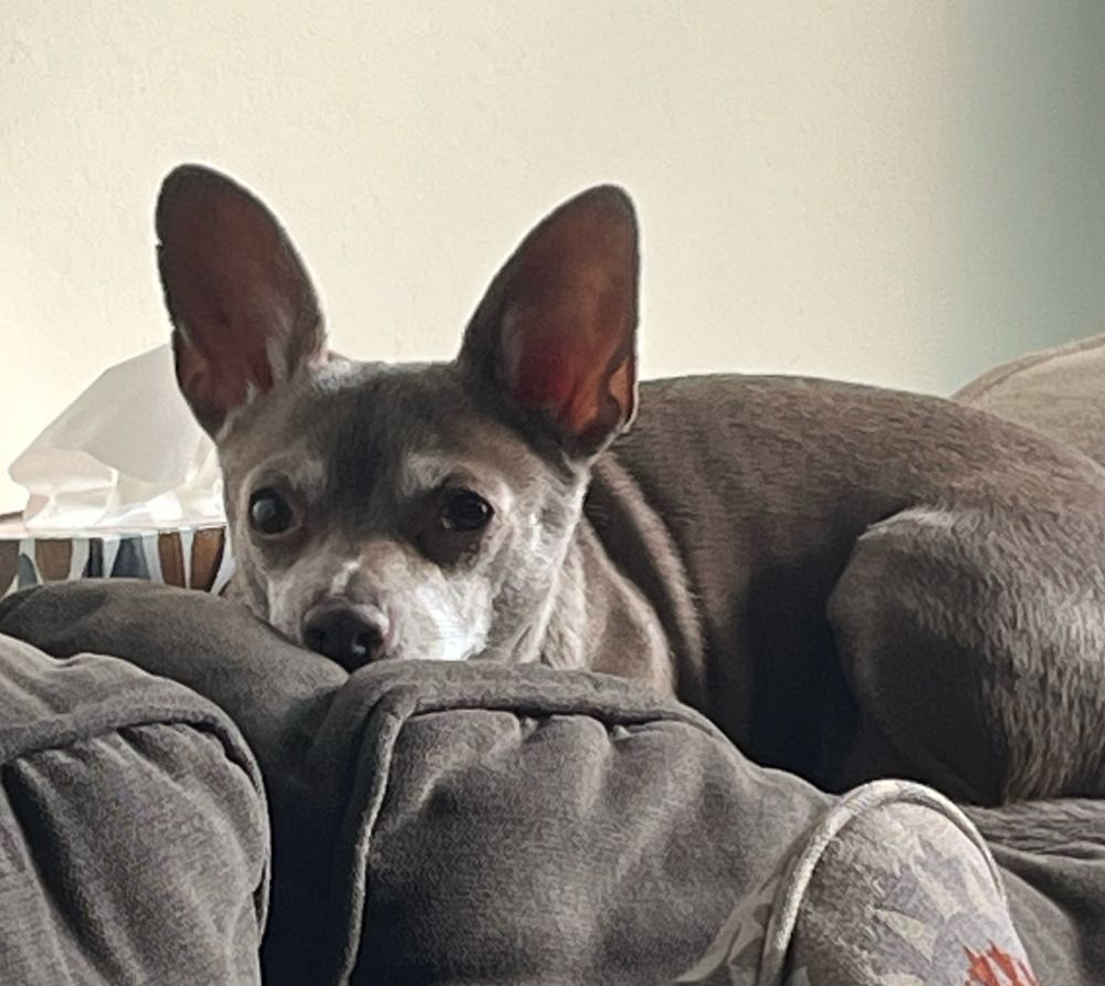 Tan and white chihuahua lying on the back of a grey-green couch. 