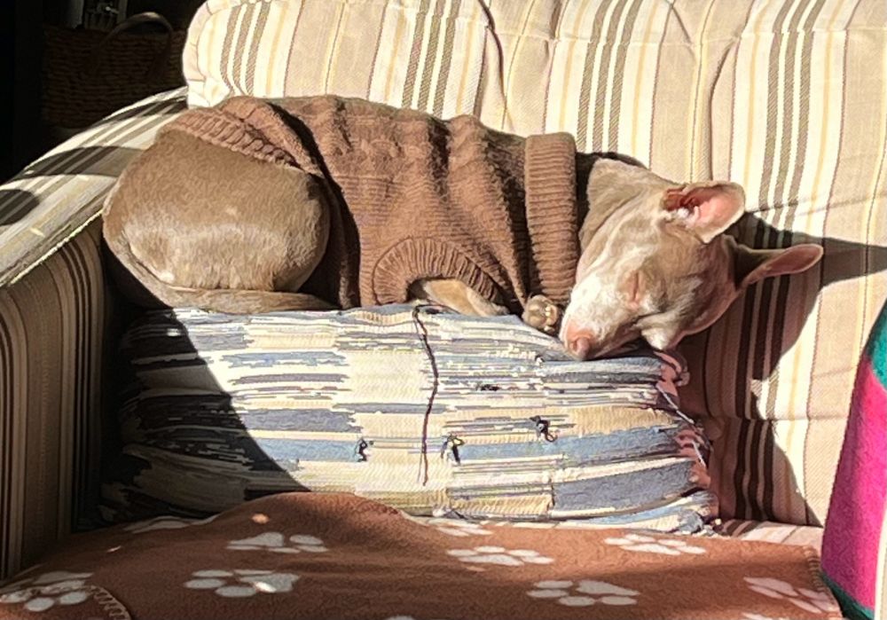 Tan and white chihuahua in a brown sweater sleeping on top of a pillow and warmed by the sunshine. 