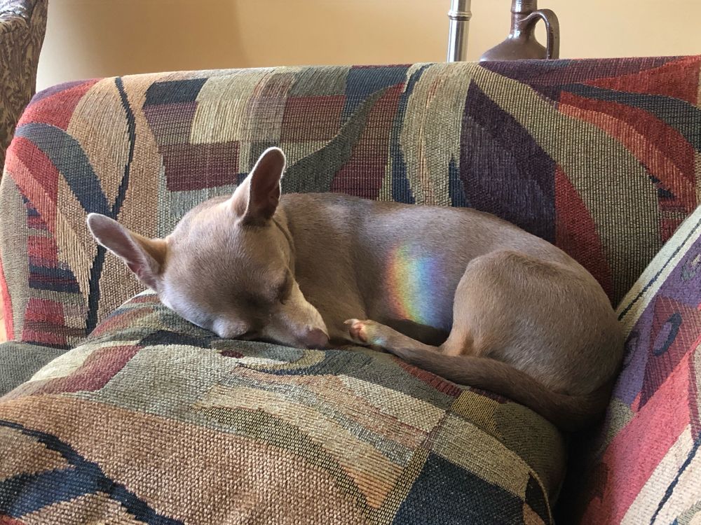 Tan and white chihuahua sleeping on a pillow with a rainbow on her belly. 