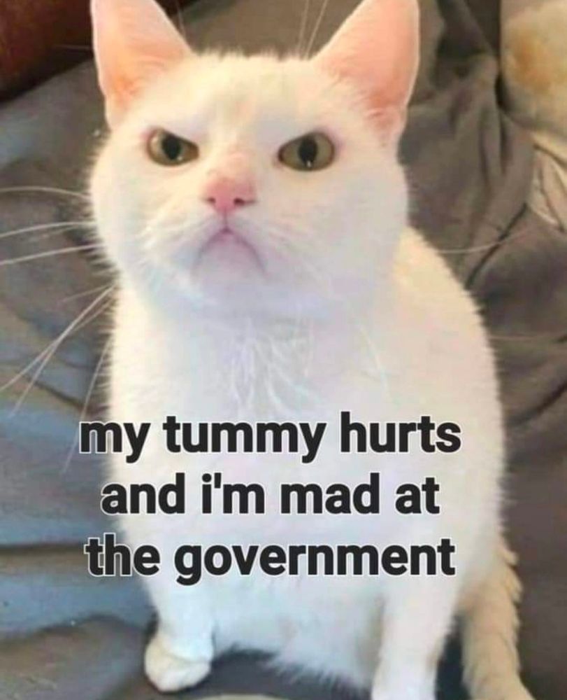 An angry-looking white cat stares at the camera above the words, "my tummy hurts and I'm mad at the government."