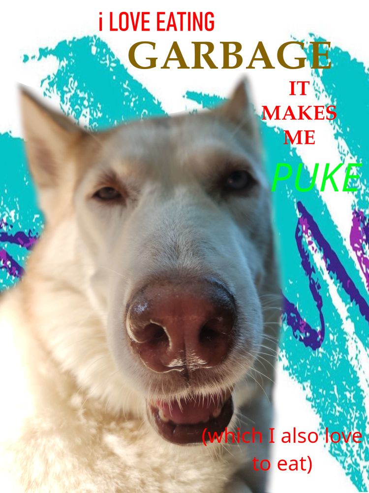 A meme image featuring a white and light brown husky making a very silly and un flattering face. The husky overlays a retro 90s design. Overlaying the image in various colors is text that reads “i LOVE EATING GARBAGE IT MAKES ME PUKE (which I also love to eat, too)