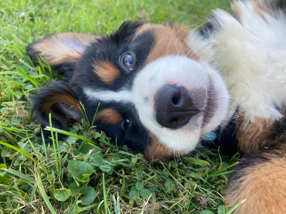 Bernese mountain dog puppy rolling in grass 