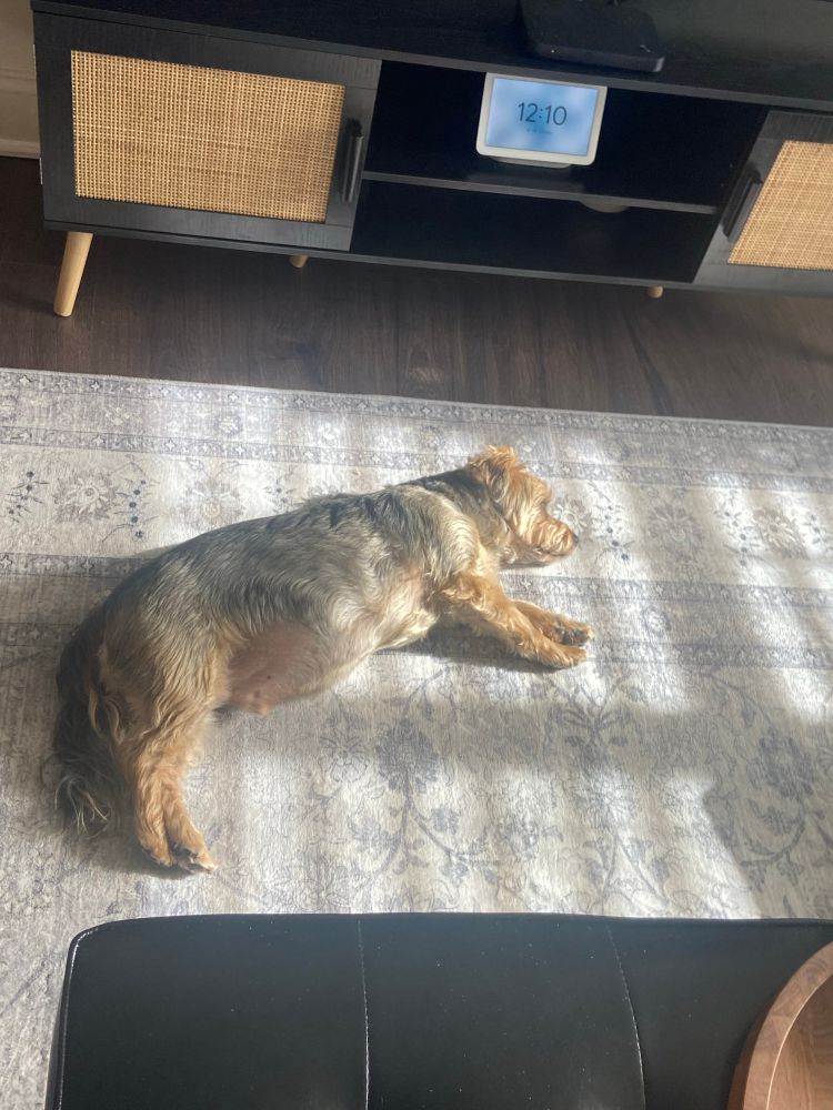 A terrier dozes in a sunbeam. 