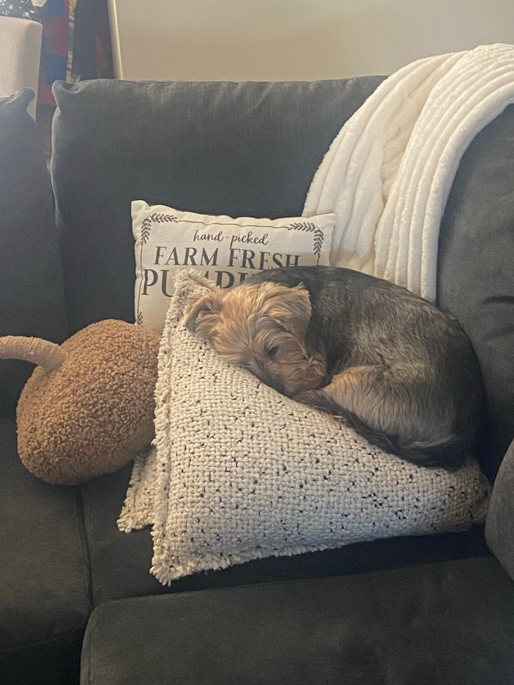 A terrier curled up sleeping on a pillow 