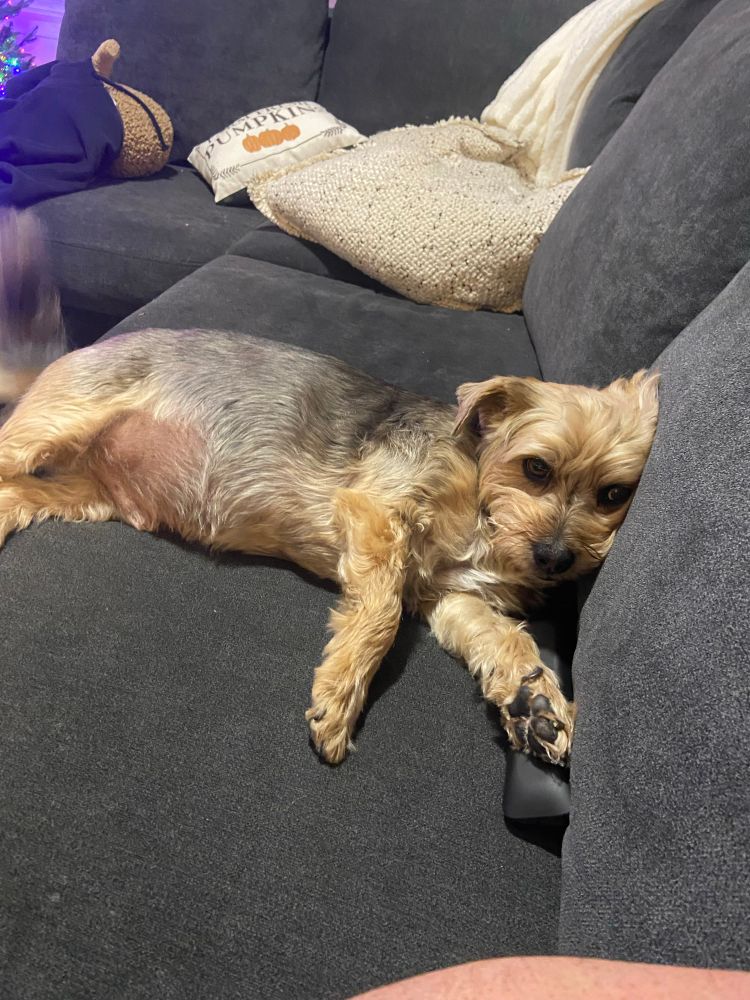 A fierce guard dog sleeping on the couch