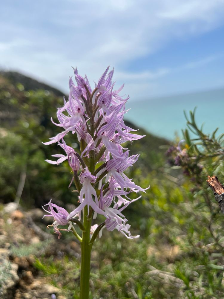 A naked man orchid
