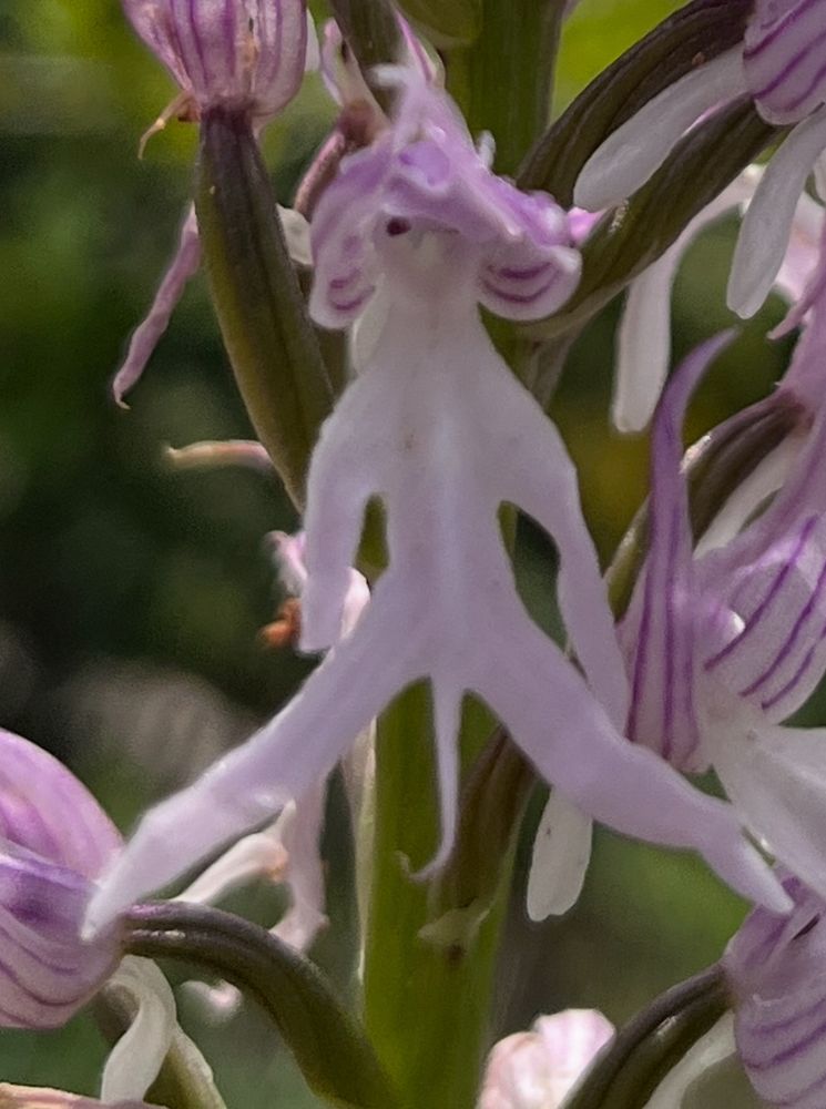 A zoom in on the orchid