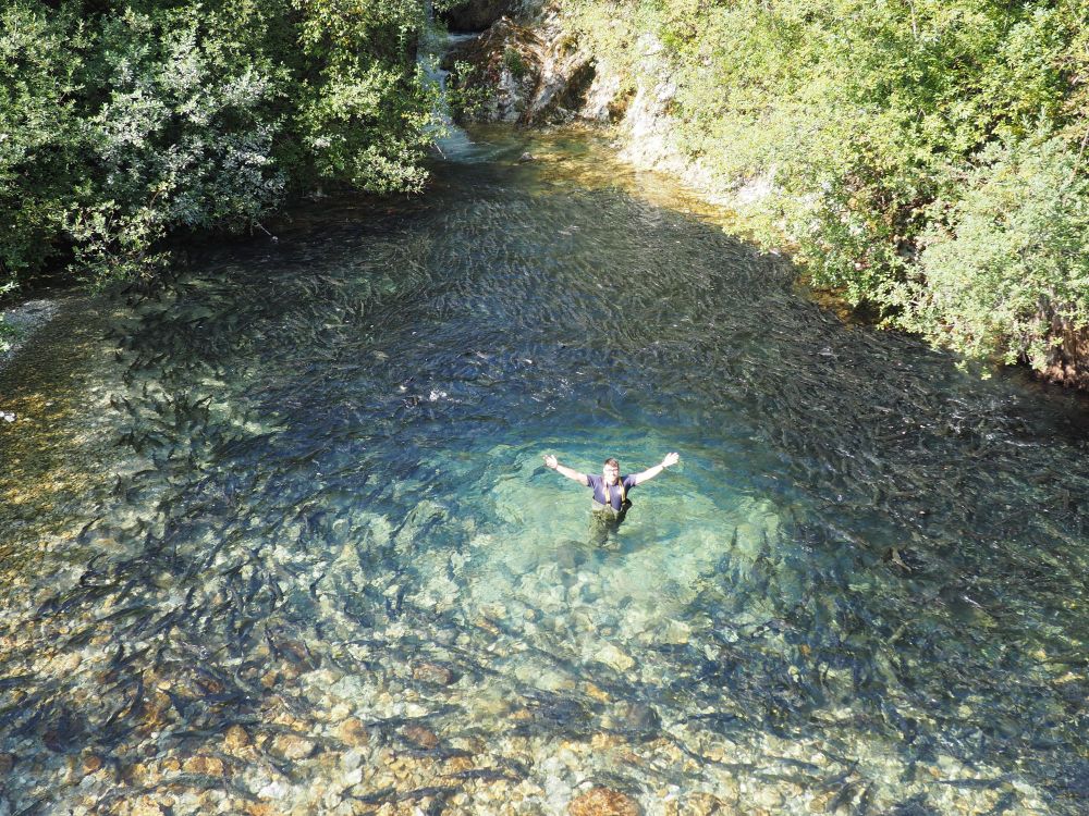 A person in a river pool surrounded by a crazy number of salmon