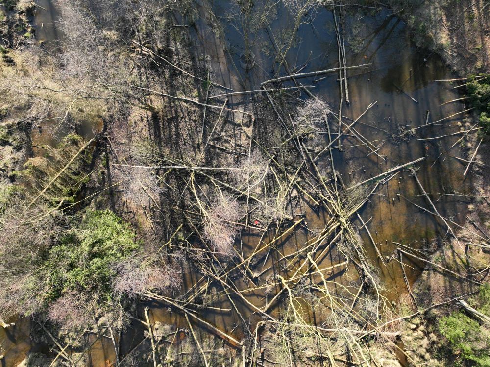A pond and lots of felled trees