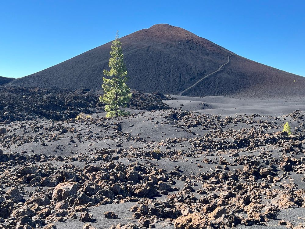 Volcano and lava field and a lovely pine tree