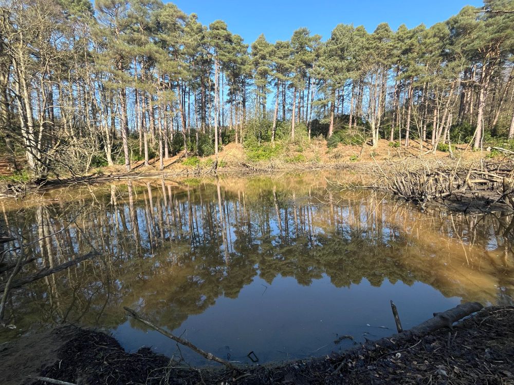 Trees and a beaver pond