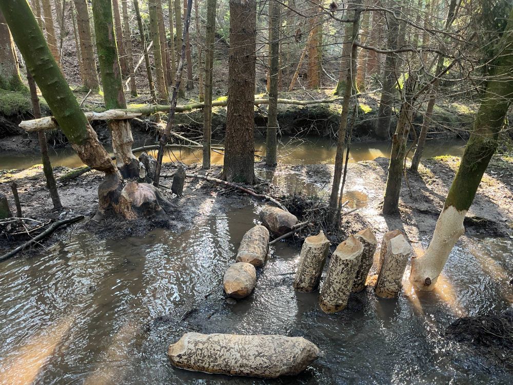 A beaver workshop?