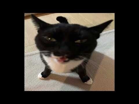 Theme of this stupid cat