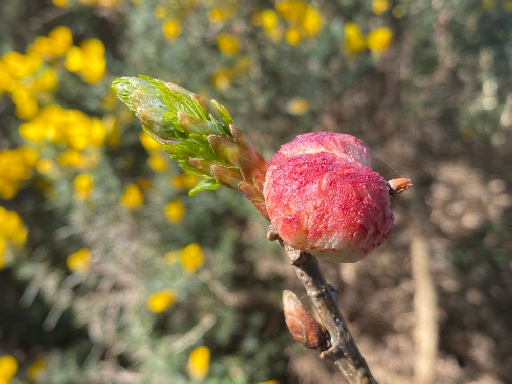 Oak Apple