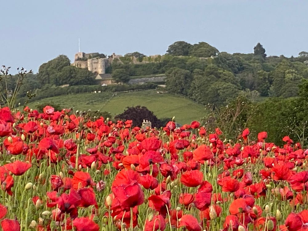 Carisbrooke Castle poppy field