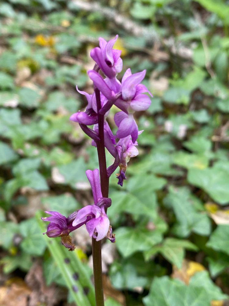 Early Purple Orchid