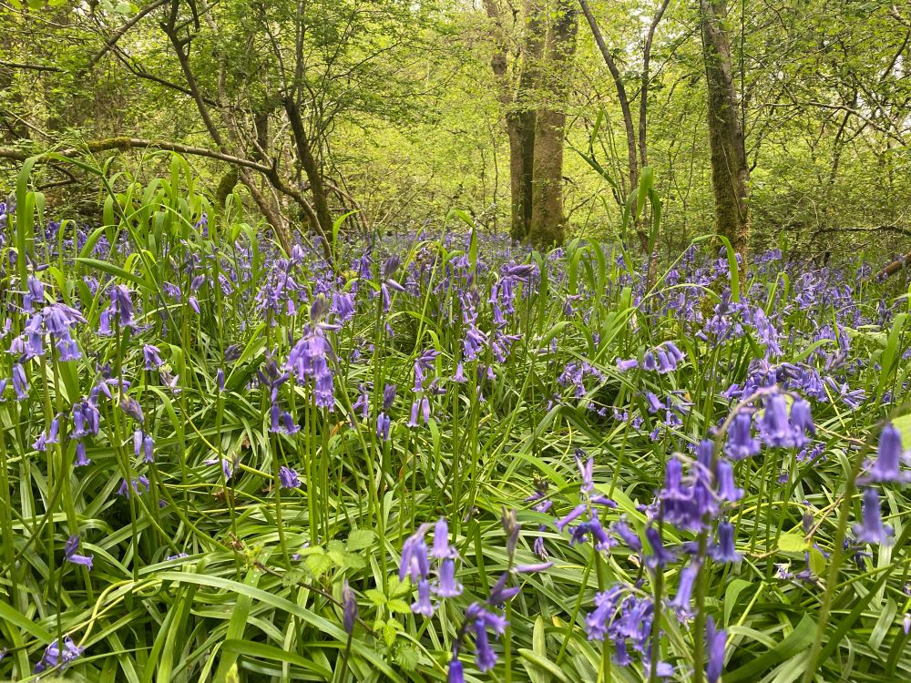 Bluebell wood