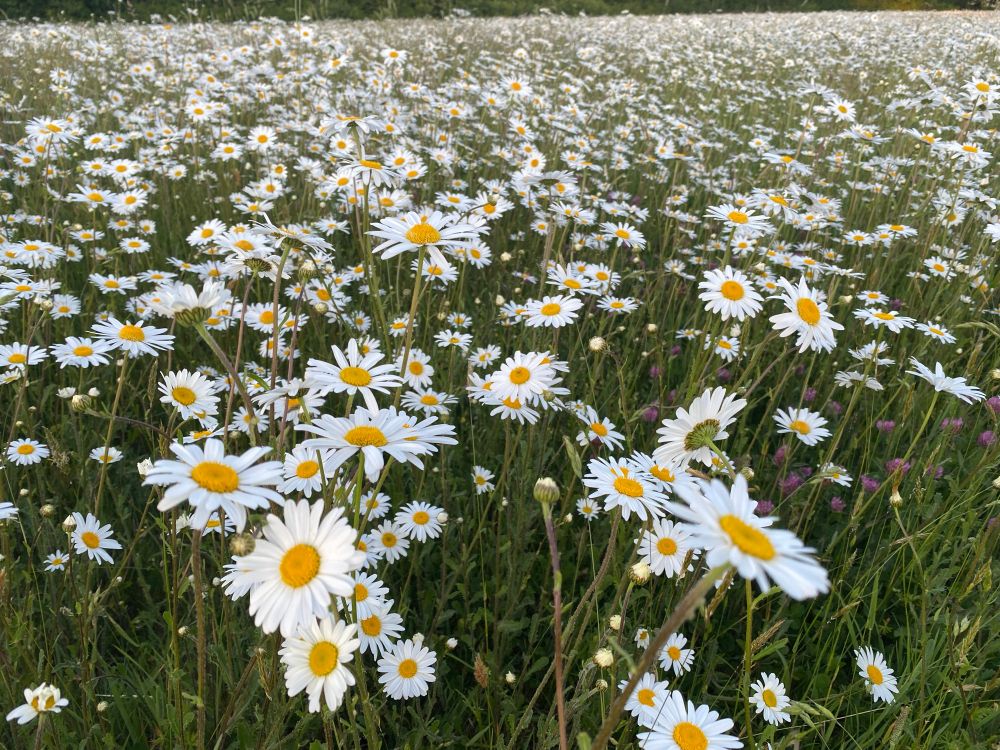 Ox-eye Daisy
