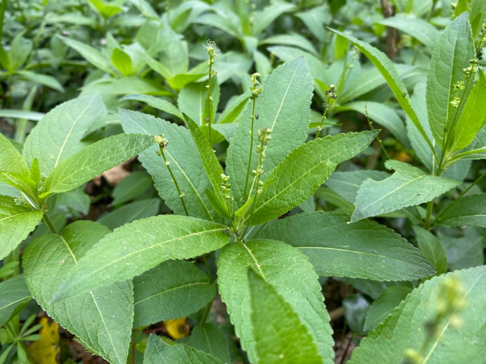 Dogs mercury