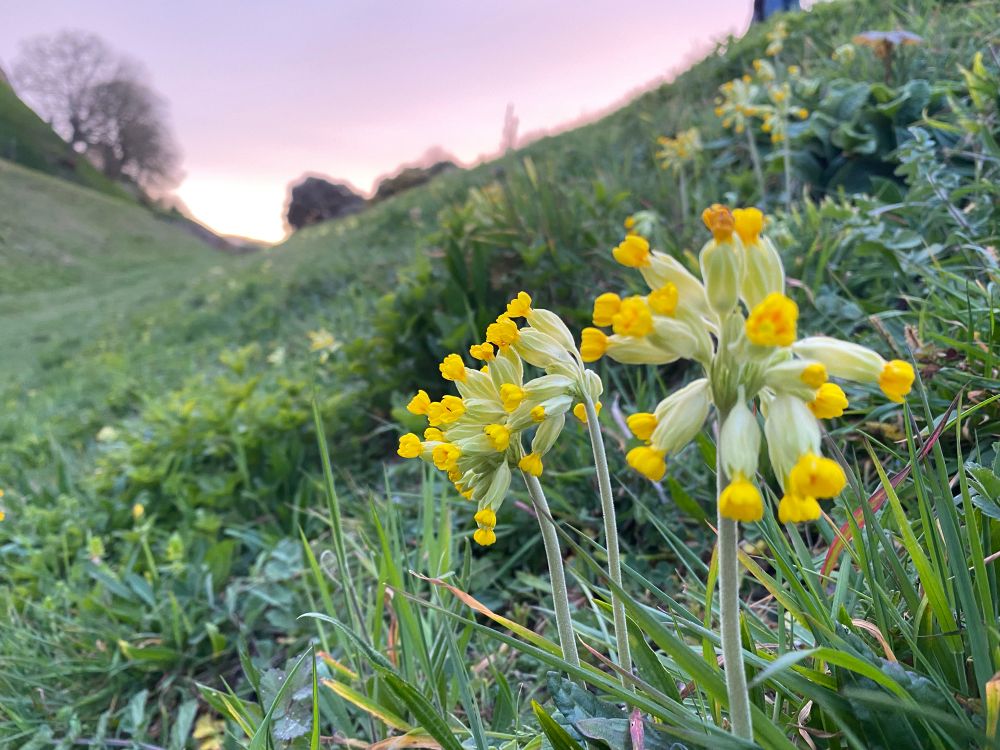 Cowslip on moat 
