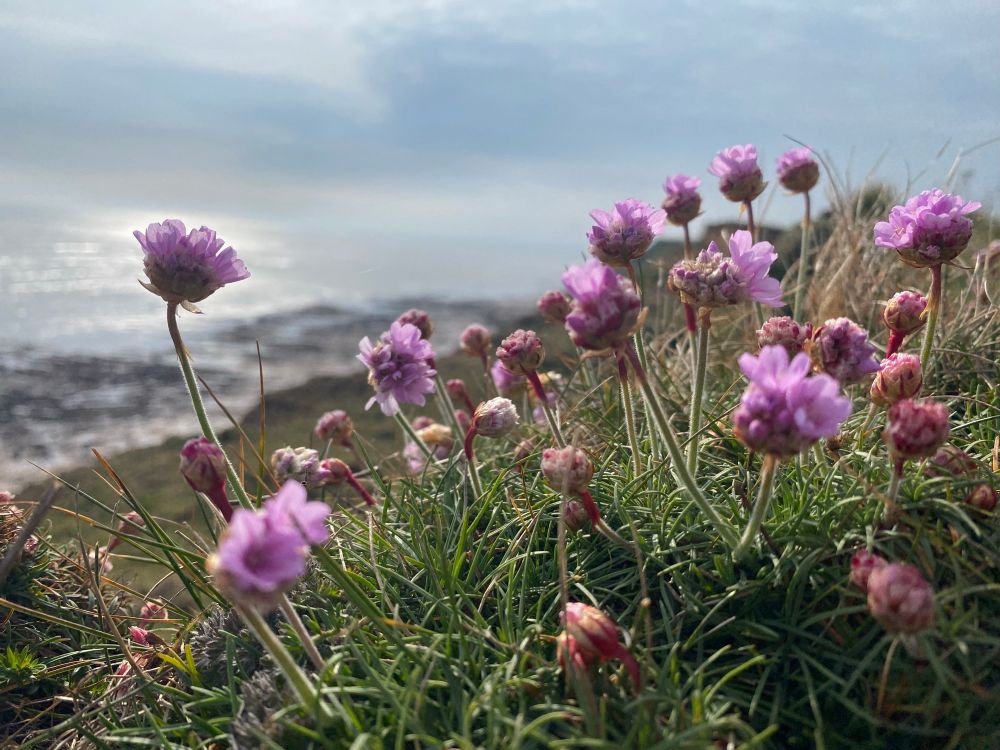 Sea Pink