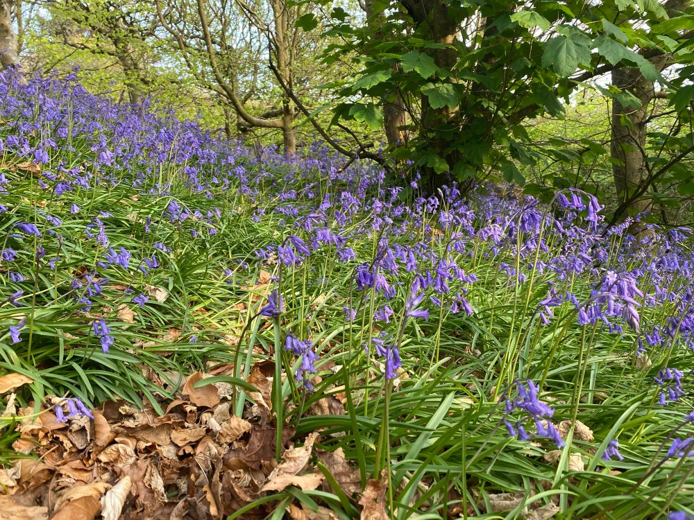 Bluebells