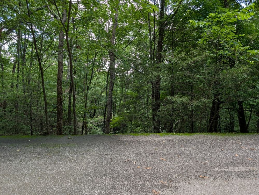 A vibrant photo of dense trees going down a steep hill past a road