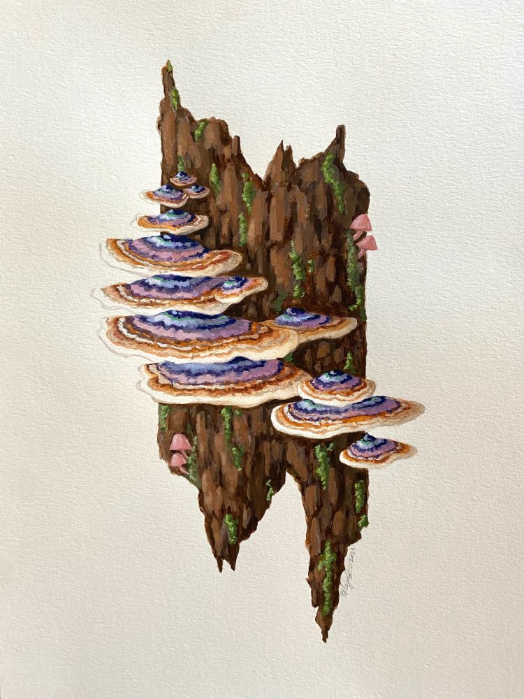 Five large fan shaped multicolored turkey tail mushrooms with a smaller clusters of turkey tails grow out of a warm brown section of tree bark dotted with moss. On the top right and bottom left corner small pink mushrooms grow out of the bark as well. The rest of the piece is a white watercolor paper background.
