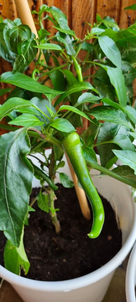 Piri piri
