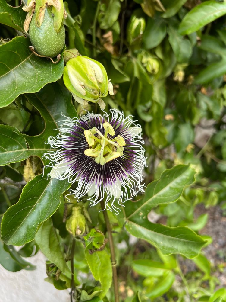 Maracuya flower
