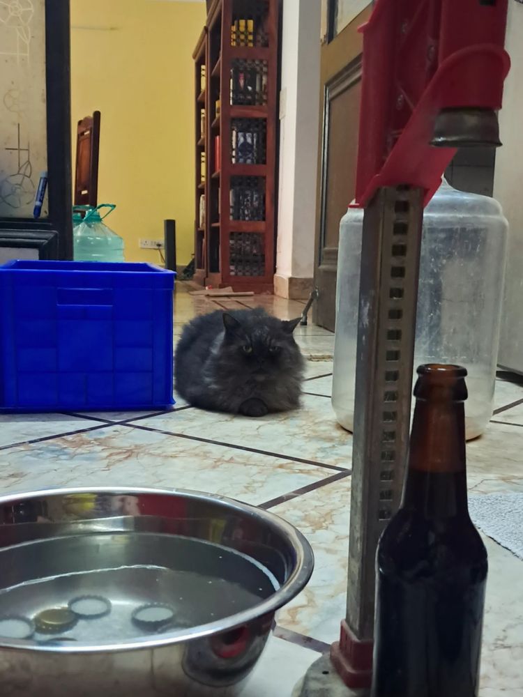 Foreground: bowl with caps in sanitizing solution on left, bottle in capping machine on right. Center background, grey Persian catloaf.