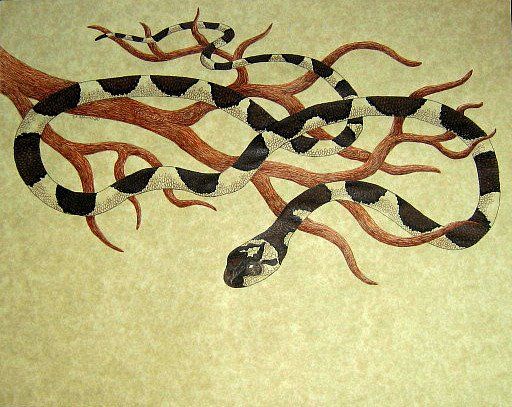 Pen & Ink drawing of a cat-eyed snake slithering through brown branches. The snake is black and yellow. 