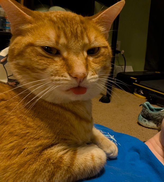 me a dahla a orange girl cat with sleepy eyes and a blep, i lay on momma