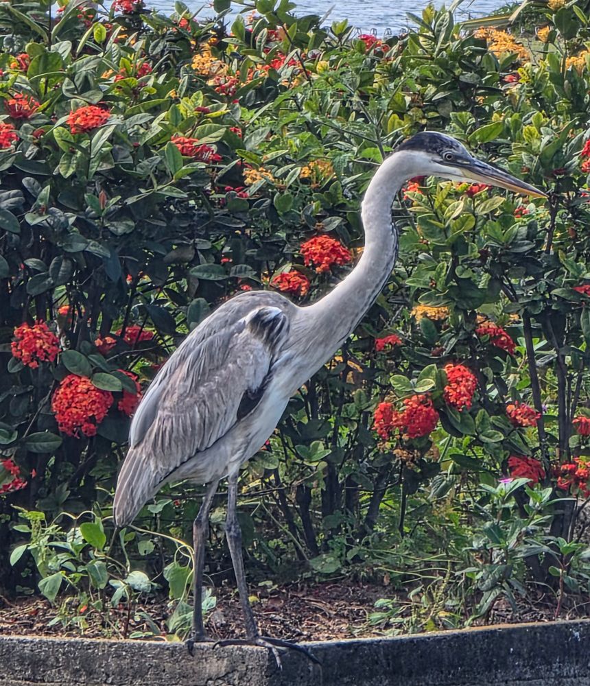 A gray heron surrounded by flowers
