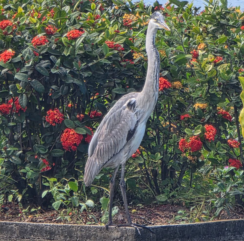 A gray heron surrounded by flowers