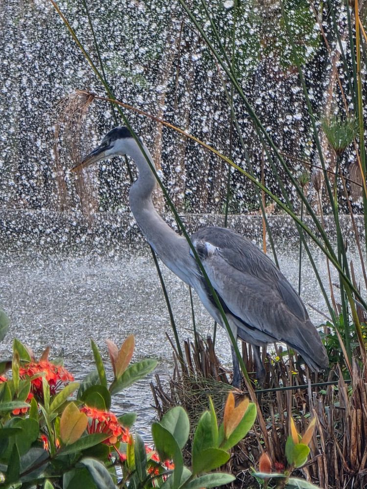 Gray heron surrounded by flowers and water