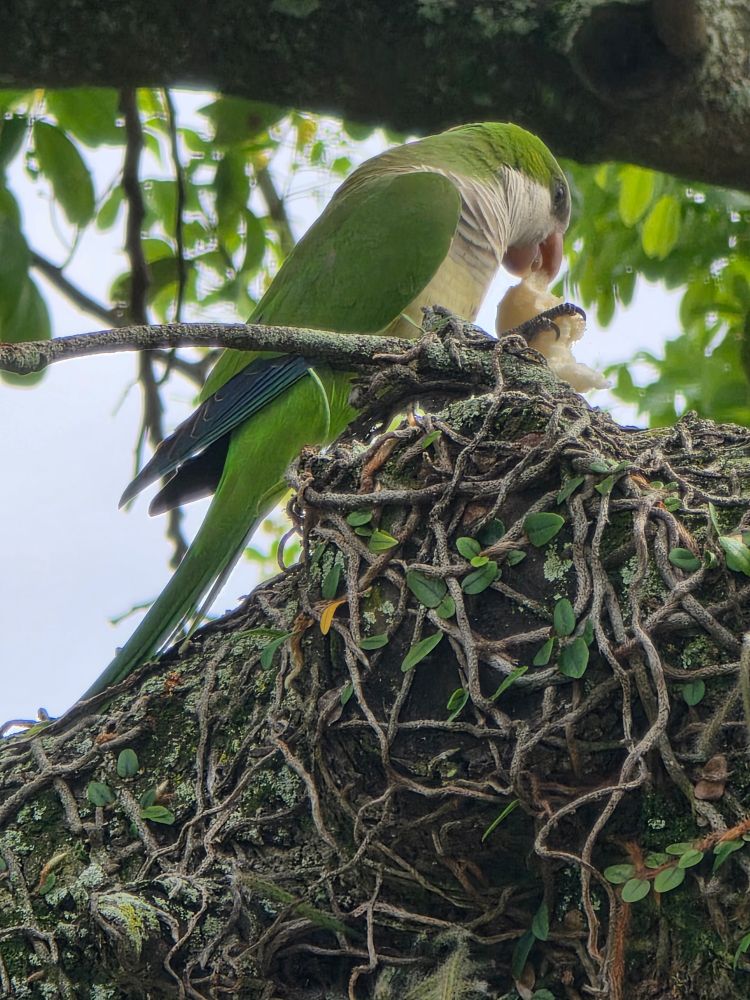 A small bird, with a predominantly green body, landed on the tree branch to feed.