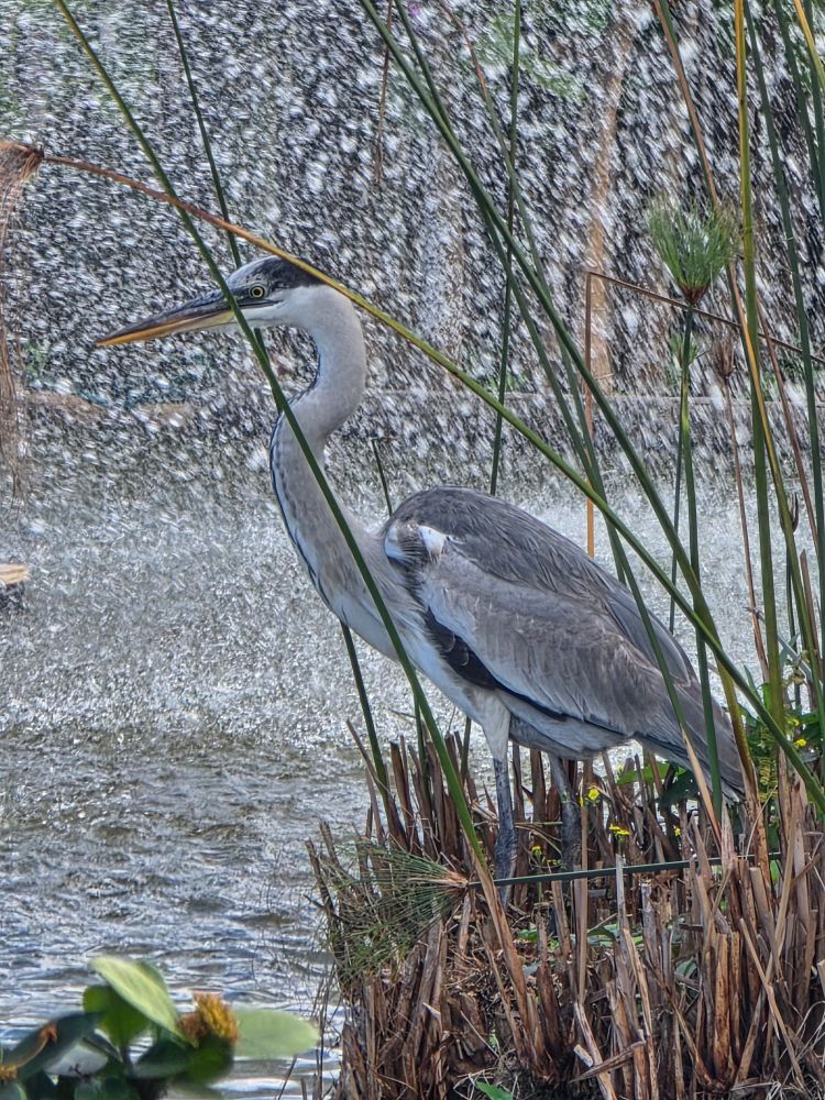 Gray heron surrounded by flowers and water