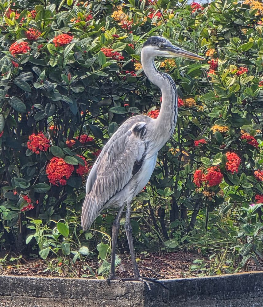 A gray heron surrounded by flowers